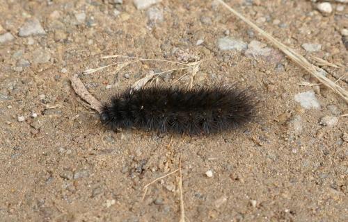 Réf. 180 114 : Spilosoma urticae